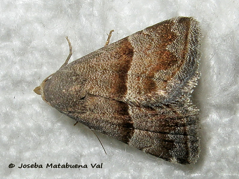 Odice jucunda - Erebidae 190811